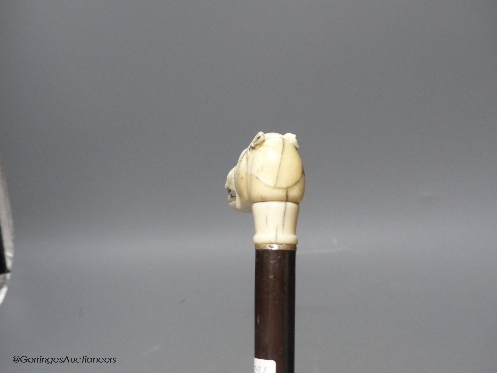 A rosewood walking stick, carved bone / ivory dog's head handle